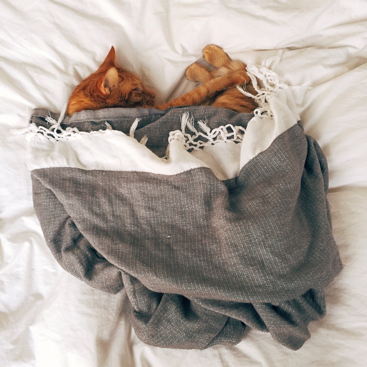 Kot śpi pod kołdrą? Jest mu tam ciepło i wygodnie, a Ciebie darzy zaufaniem!